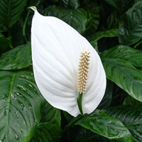 花の写真