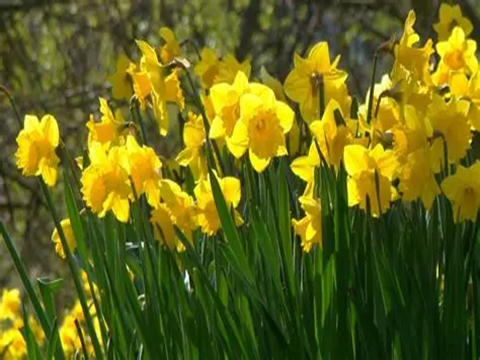 画像を挿入してください