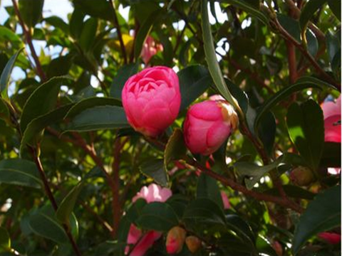 画像を挿入してください