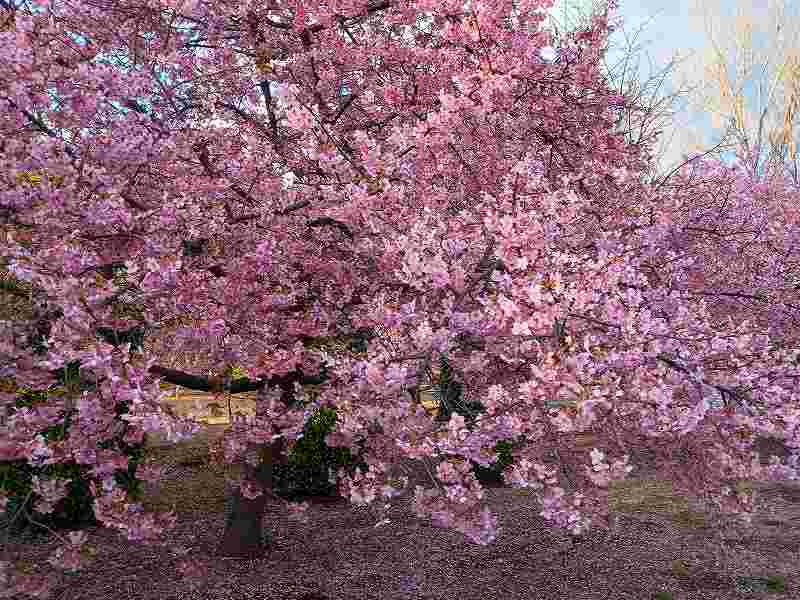 画像を挿入してください